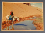 Resting at the Water Hole